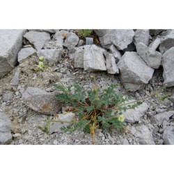 Erodium chrysanthum - pumpava