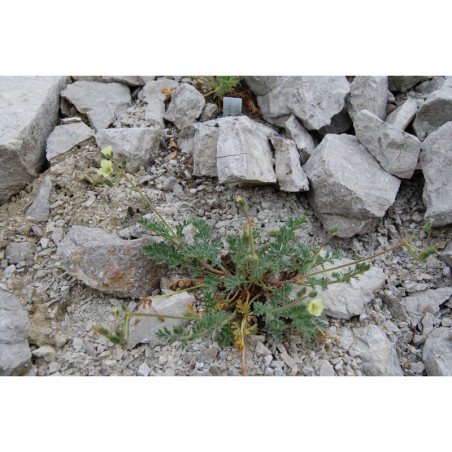 Erodium chrysanthum - pumpava