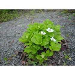 Cornus canadensis - svída kanadská