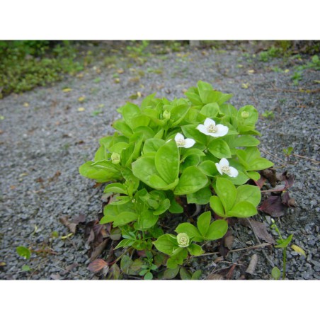 Cornus canadensis - svída kanadská