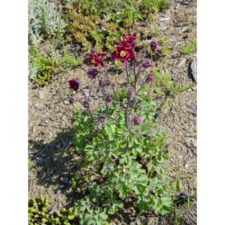 Aquilegia - orlíček