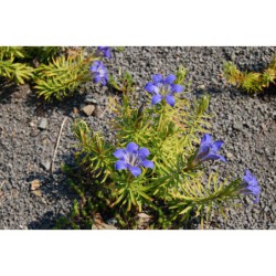 Gentiana paradoxa - hořec kavkazský
