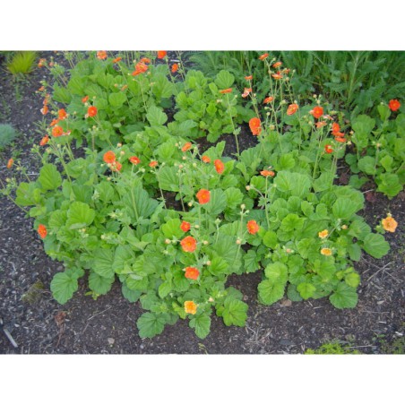 Geum borisii - kuklík