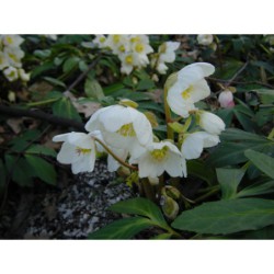 Heleborus nigra - čemeřice černá