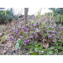 Heleborus purpureus - čemeřice nachová