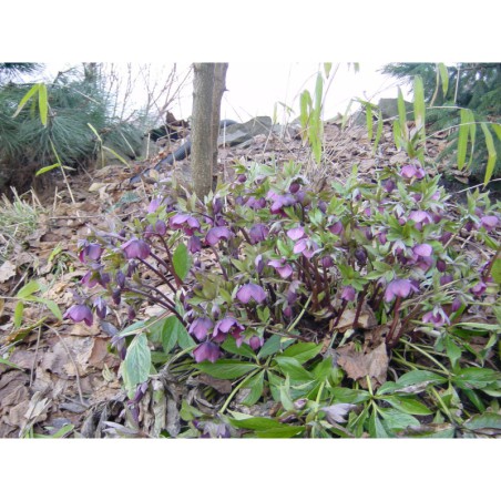 Heleborus purpureus - čemeřice nachová