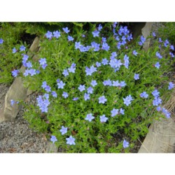 Lithodora diffusa - kamejnička