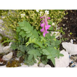 Hedysarum hedysaroides - kopyšník tmavý