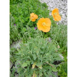 Meconopsis cambrica - máček