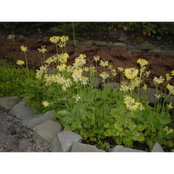 Primula florindae - prvosenka