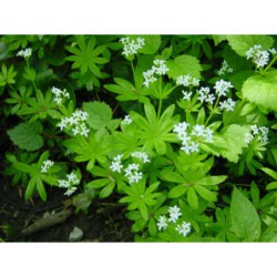 Asperula odorata - mařinka vonná