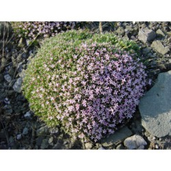 Asperula gussonii - mařinka