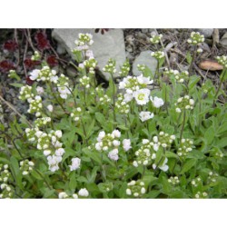 Arabis caucasica fl.pl. - huseník