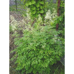 Aruncus sylvaticus - udatna lesní