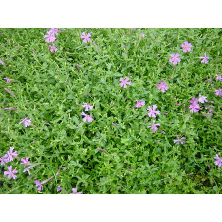 Silene schafta - silenka