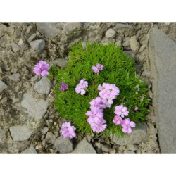 Silenka acaulis - silenka bezlodyžná