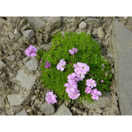 Silenka acaulis - silenka bezlodyžná