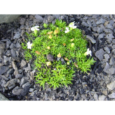 Silene acaulis Alba - silenka bezlodyžná