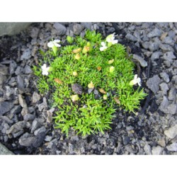 Silene acaulis Alba - silenka bezlodyžná