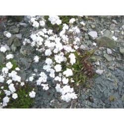 Silene alpestris - silenečka alpská