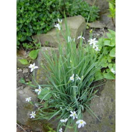 Sisyrinchium angustifolium - badil úzkolistý