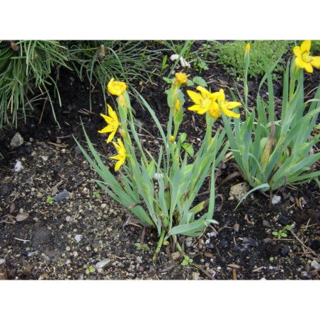 Sisyrinchium macrocarpon - badil