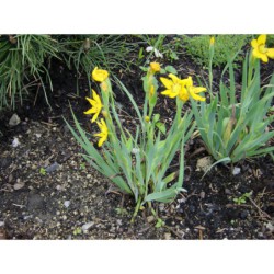 Sisyrinchium macrocarpon - badil