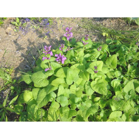 Stachys macrantha - čistec velkokvětý