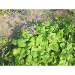 Stachys macrantha - čistec velkokvětý