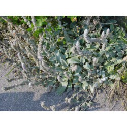 Stachys olympica - čistec vlnatý
