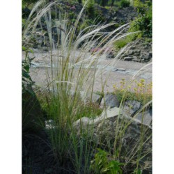 Stipa barbata - kavyl vousatý
