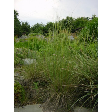 Stipa capillata - kavyl vláskovitý