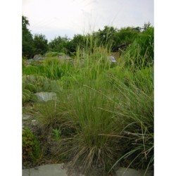 Stipa capillata - kavyl vláskovitý
