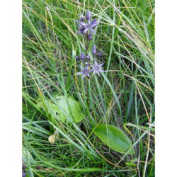 Swertia perennis - kropenáč vytrvalý