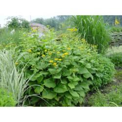 Telekia speciosa - kolotočník ozdodný