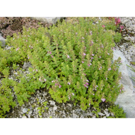 Teucrium chamaedrys - ožanka kalamandra