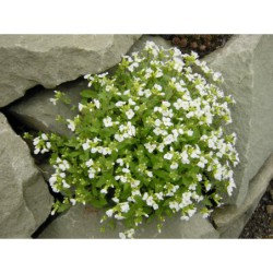Arabis caucasica Sneeflocke - huseník