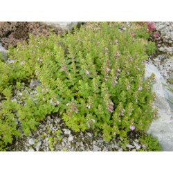 Teucrium chamaedrys - ožanka kalamandra