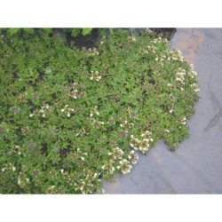 Teucrium montanum - ožanka horská