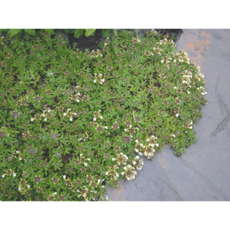 Teucrium montanum - ožanka horská