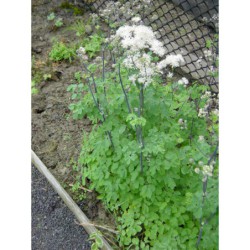 Thalictrum aquilegifolium - žluťucha orlíčkolistá