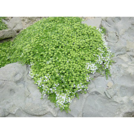 Thymus serpyllus Albus - mateřídouška