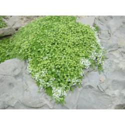 Thymus serpyllus Albus - mateřídouška