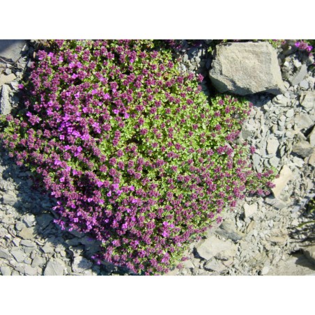 Thymus serpyllus Jiskra - mateřídouška