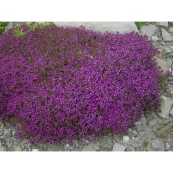 Thymus serpyllus Purpureus - mateřídouška