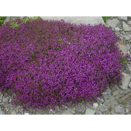 Thymus serpyllus Purpureus - mateřídouška