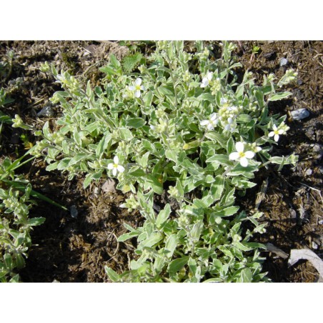 Arabis caucasica Variegata - huseník
