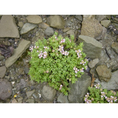 Thymus doerfleri - mateřídouška