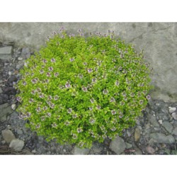 Thymus citriodorus Aureus - mateřídouška