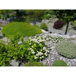 Thymus citriodorus Compactus - mateřídouška